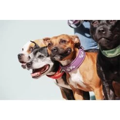 Hurtta Weekend Warrior Collar -Trixie Winkel hurtta weekend warrior collar 189084 0500 none