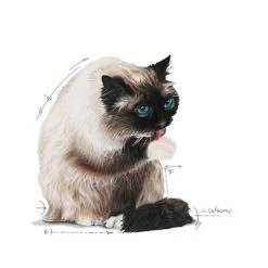 Royal Canin Hairball Care In Jelly - Kattenvoer -Trixie Winkel royal canin hairball care in jelly kattenvoer 224004 0500 none